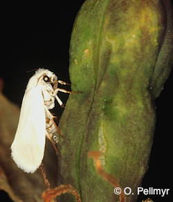 moth on a plant.