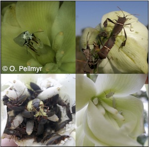 Collage of four plant and insect photos.
