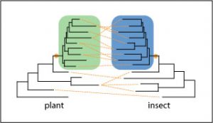 Comparison of insect and plant phylogenies