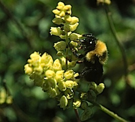 Bumblebee on a Heuchera flower
