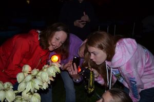 Students observing insect on a plant at night