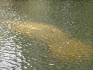 The light colored blob is a manatee