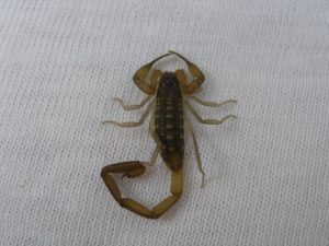 Scorpion on Kari's shirt