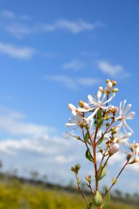 White flowers with an out of focus background