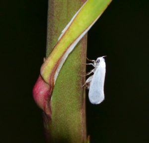 white flying insect on a stem