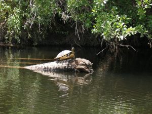 Turtle on a submerged log.
