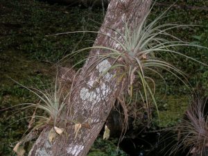 Spiny plants growing from a tree trunk.