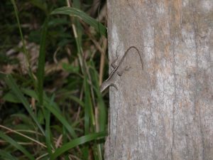 Lizard clinging to a tree.