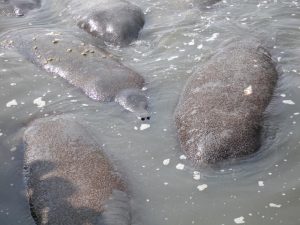 A group of Manatees in the water.
