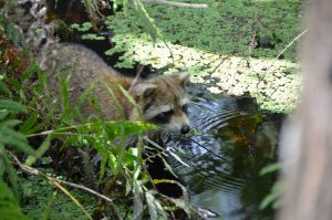 Racoon drinking water