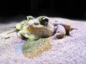 Frog in the sand.