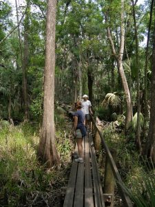 Boardwalk through the forest/jungle.