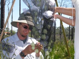 Researches installing bug traps on flowering plants.