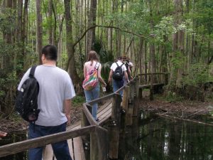 Boardwalk in the Cypress swamp.