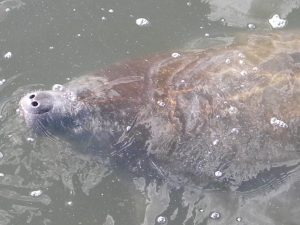 A manatee poking his nose above the water.