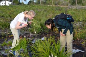 Two female students trying to identify a Palmetto species.