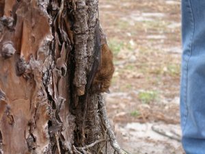 Brown bat on a tree trunk.