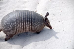 Armadillo in the sand.