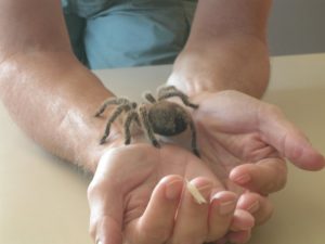 Spider in hands.