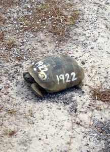 Turtle/Tortoise that is data labeled with "1922" on the shell.