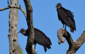 Two vultures