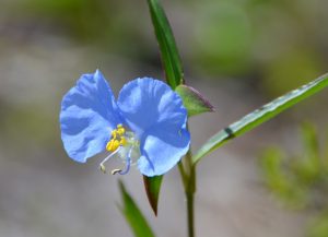 lite blue flower