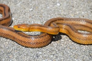 orange and brown snake