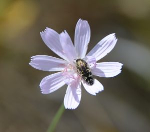 Beetle on a white flower