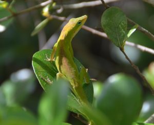 lizard on a tree leaf