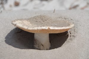 a mushroom growing in sand