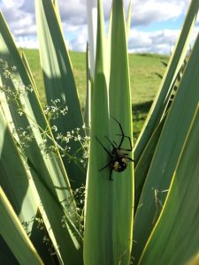 Spider on a yucca plant